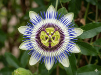 Passiflore