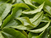 L-théanine