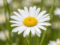 Camomille