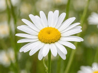 Camomille