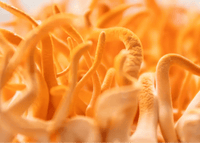 Cordyceps