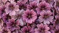 Mauve