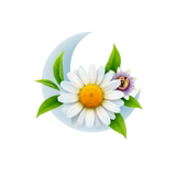 Chamomile